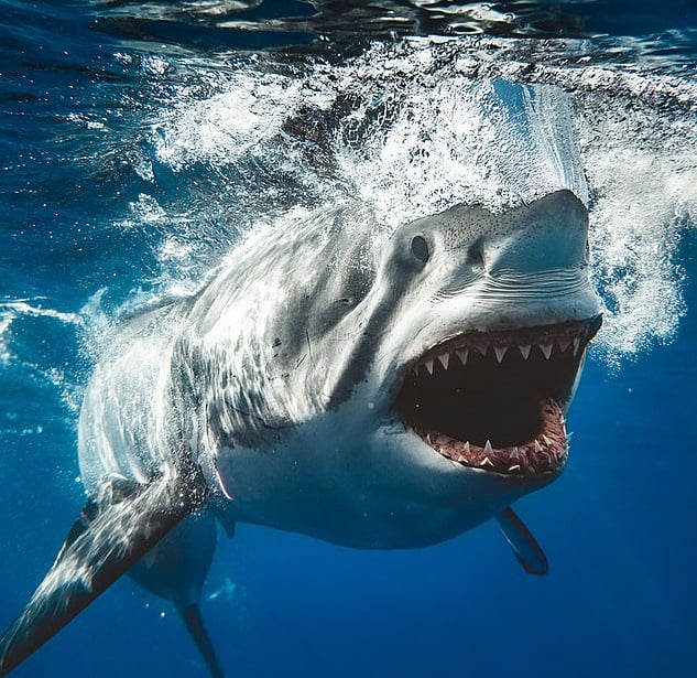 Un Photographe Reproduit L Identique L Affiche Du Film Les Dents De La Mer Avec Un